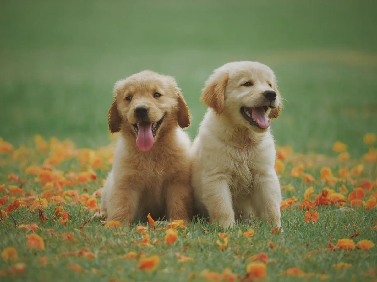 Two golden retriever puppies sitting outdoors in grass