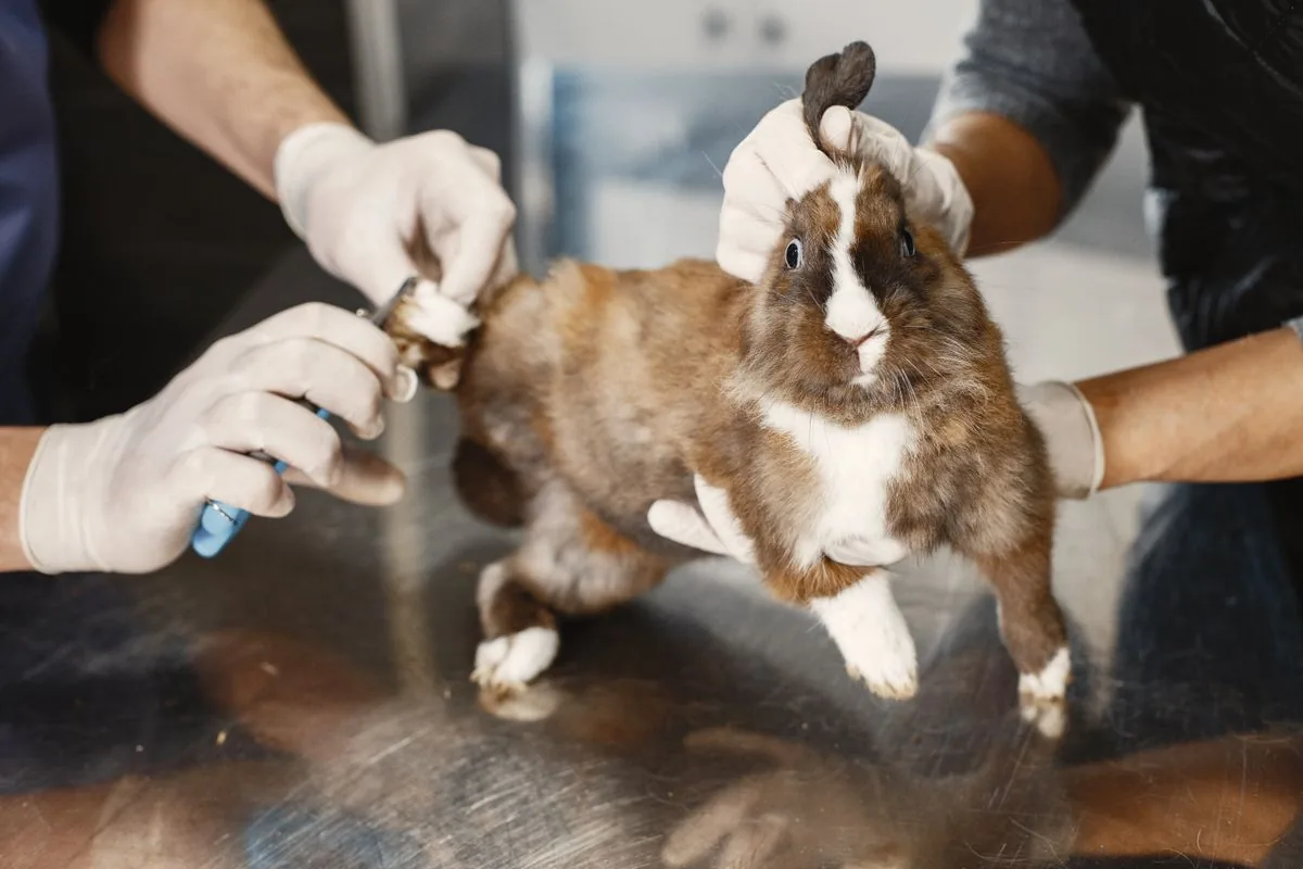 A rabbit having its claws trimmed by gloved hands