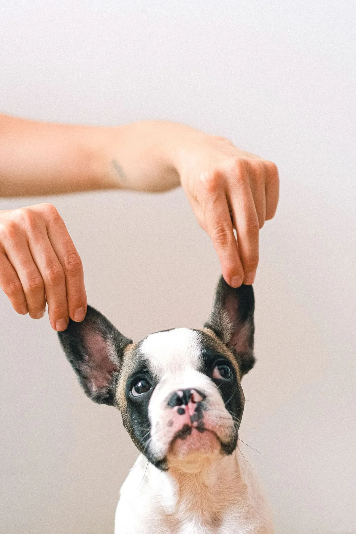 A French bulldog puppy looking up, ears held gently